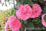 Rosarium Uetersen Rosarium Uetersen