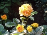 Goldelse Goldelse