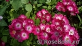 Marjorie Fair ® Marjorie Fair ®