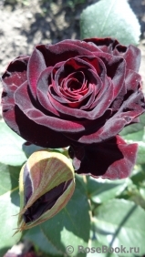 Black Baccara Black Baccara