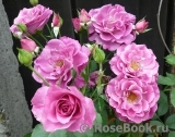 Violette Parfumee Gpt ® Violette Parfumee Gpt ®