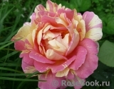 Rose des Cisterciens Rose des Cisterciens