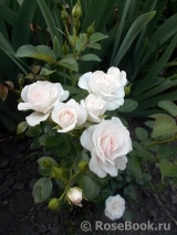 Aspirin Rose Aspirin Rose