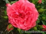 Rosarium Uetersen Rosarium Uetersen