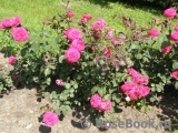 Rosemary Rose Rosemary Rose