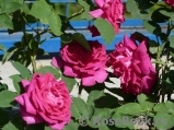 Gloire De Ducher Gloire De Ducher