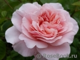 Rose de Tolbiac ® Rose de Tolbiac ®