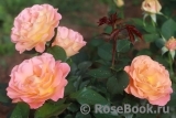 Rosemary Harkness Rosemary Harkness