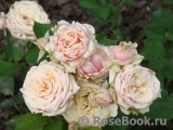 Eden Romantica ® Eden Romantica ®