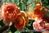 Lady of Shalott Lady of Shalott