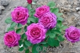 Heidi Klum Rose Heidi Klum Rose