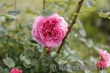 Princess Alexandra of Kent Princess Alexandra of Kent
