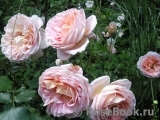 Abraham Darby