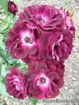 Burgundy Ice Burgundy Ice