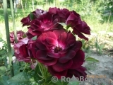 Burgundy Ice Burgundy Ice