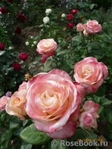 Belle Perle Belle Perle
