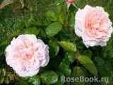 Rose de Tolbiac ® Rose de Tolbiac ®