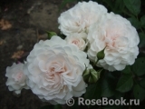 Great North Eastern Rose Great North Eastern Rose