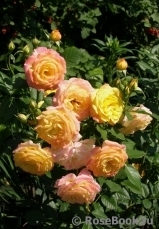 Gartenspass ® Gartenspass ®