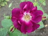 Purple Star ® Purple Star ®