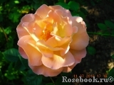 Rosemary Harkness Rosemary Harkness