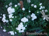 Aspirin Rose Aspirin Rose