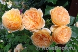 Crown Princess Margareta® Crown Princess Margareta®