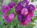 Bleu Magenta Bleu Magenta