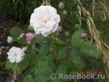 Blush Noisette Blush Noisette
