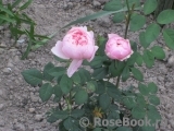 The Alnwick Rose The Alnwick Rose