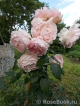 The Wedgwood Rose The Wedgwood Rose