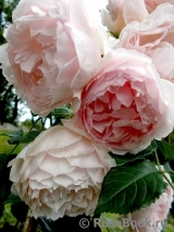 The Wedgwood Rose The Wedgwood Rose