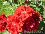 Roter Korsar Roter Korsar