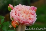 Abraham Darby