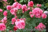 Rosarium Uetersen Rosarium Uetersen