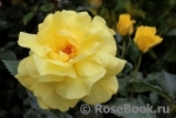 Friesia Friesia