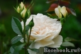 Lions Rose Lions Rose