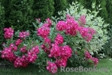 Marjorie Fair ® Marjorie Fair ®