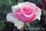 Poesie Poesie
