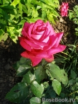 Dame de Coeur Dame de Coeur