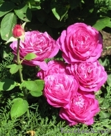 Heidi Klum Rose Heidi Klum Rose
