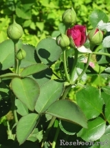 Heidi Klum Rose Heidi Klum Rose