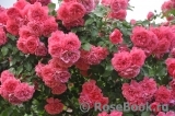 Rosarium Uetersen Rosarium Uetersen