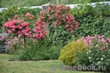 Rosarium Uetersen Rosarium Uetersen