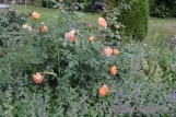 Lady of Shalott Lady of Shalott