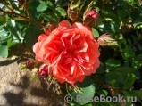 Coral Drift ® Coral Drift ®