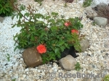 Coral Drift ® Coral Drift ®