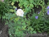 Crocus Rose® Crocus Rose®