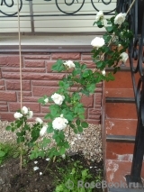 Colonial White Colonial White