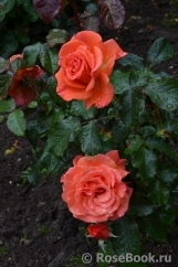 Tatton Tatton